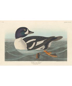 Robert Havell, Golden-eye Duck