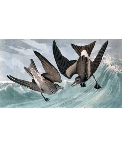 JOHN James AUDUBON, Fork Tailed Petrel, Thalassidroma Leachii