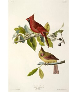 JOHN James AUDUBON, Cardinal Grosbeak , Fringilla Cardinalis