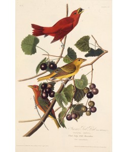 John James Audubon, The Summer Red Bird