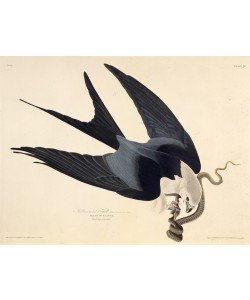 John James Audubon, The swallow-tailed kite