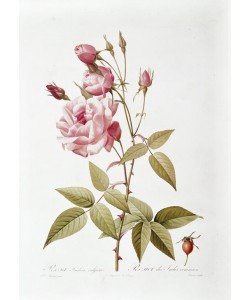 Pierre Joseph Redouté, Rosa Indica vulgaris / Rosier des Indes commun