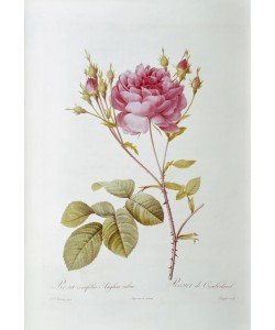 PIERRE-JOSEPH REDOUTÉ, Rosa centifolia Anglica rubra / Rosier de Cumberland