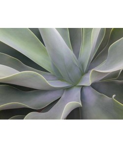 Eddi Böhnke, Detail Aloe Vera