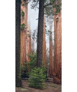 Eddi Böhnke, California red wood