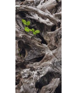 Eddi Böhnke, California root