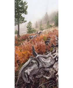 Eddi Böhnke, California root 2