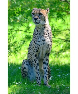 Hady Khandani, CHEETAH - GEPARD 04