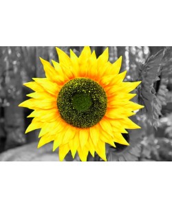 Hady Khandani, COLOSPOT - BIG SUNFLOWER