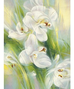 Janusz Remi, Orchideen