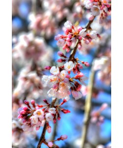 Hady Khandani, HDR - SAKURA - CHERRY BLOSSOM IN JAPAN