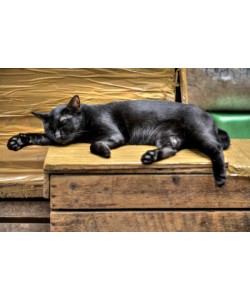 Hady Khandani, HDR - SLEEPING BLACK CAT
