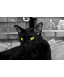 Hady Khandani, HDR - THE BLACK CAT WITH GREEN EYES