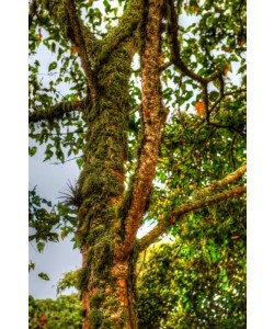 Hady Khandani, HDR - GRREN MOSS ON A TREE