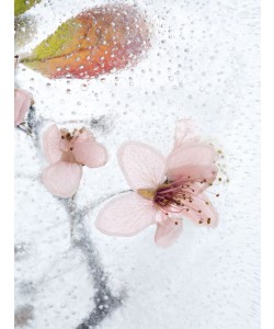 Janet Hesse, Zierpflaume