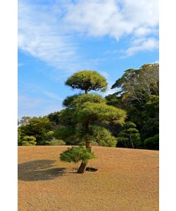 Hady Khandani, JAPANESE ZEN GARDEN - MAKUHARI - JAPAN