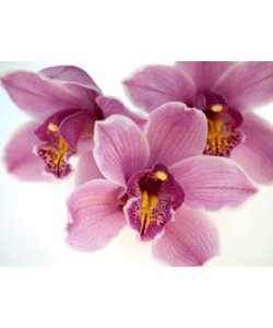 Micha Pawlitzki, Orchid Kiss