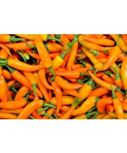 Hady Khandani, ORANGE CHILLI