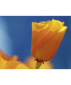 Michael Rateike, Freie Entfaltung