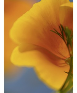 Michael Rateike, Sonnenfänger