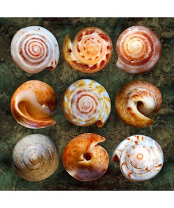 Roberto Scaroni, Shellspiral2