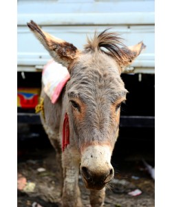 Hady Khandani, TRANSPORTATION DONKEYS - MECRCATO - ADDIS ABABA - ETHIOPIA 07