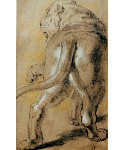 Peter Paul Rubens, Rückenansicht einer Löwin nach links