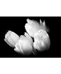 Photocreo Bednarek, Fresh white tulip with water drops close-up on black background.