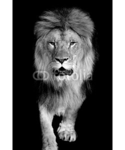 byrdyak, Lion on dark background