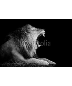 byrdyak, Lion on dark background