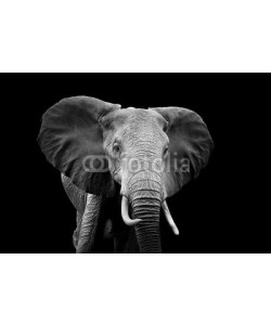 byrdyak, Elephant on dark background