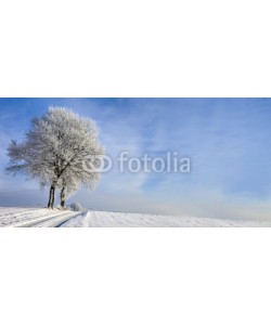 Blickfang, Weg mit Baum im Winter Panorama