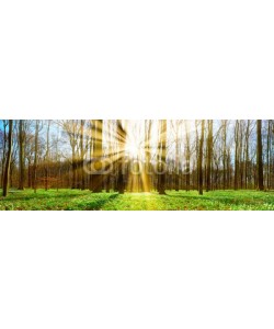 John Smith, Wald mit Sonne im Frühling