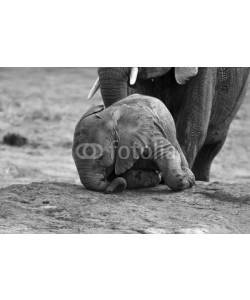 Alta Oosthuizen, Breeding herd of elephant drinking water at a small pond