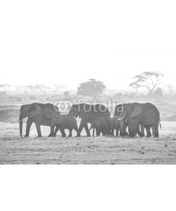 kasto, Herd of elephants walkig in Amboseli National park, Kenya, Africa. Black nad white image.
