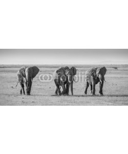 kasto, Herd of elephants walkig in Amboseli National park, Kenya, Africa. Black nad white image. Panorama.