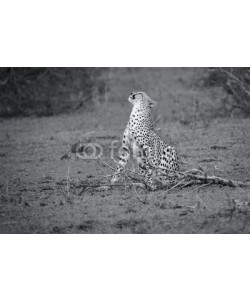 Alta Oosthuizen, Cheetah sit to rest after long hunt to scratch himself