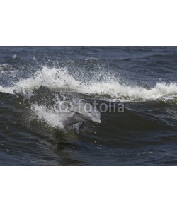 geraldmarella, Bottlenose dolphin riding waves in a Gulf Coast bay.