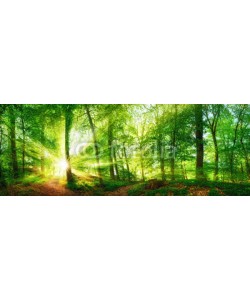 Smileus, Wald Panorama mit durch Blätter leuchtenden Sonnenstrahlen