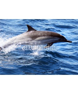 michaelpeak, Pacific Common Dolphin