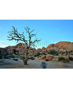 romanslavik.com, Old Tree in the Joshua Tree National Park, USA