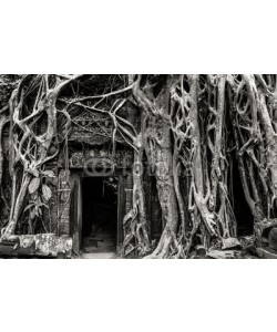 Alexander Y, Cambodia. Angkor Wat