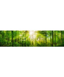 Smileus, Wald Panorama mit grünen Buchen und schönen Sonnenstrahlen