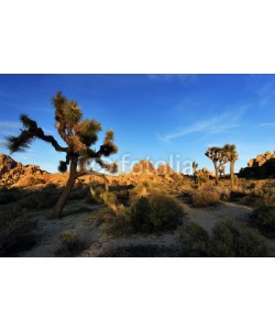 romanslavik.com, Joshua Tree National Park at Sunset, USA