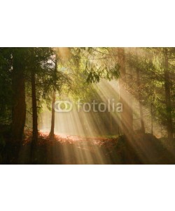denis_333, Sunbeams in deep wood