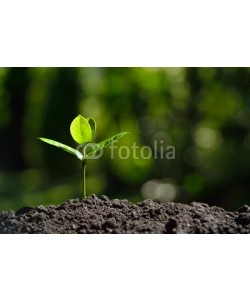 amenic181, Young plant in the morning light on nature background