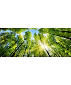 Smileus, Zauberhafter Sonnenschein auf grünen Baumkronen im Wald
