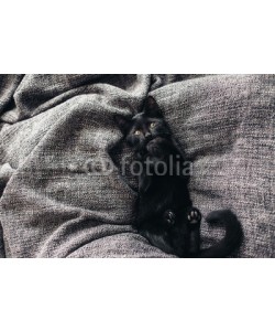 Alena Ozerova, Kitten on blanket