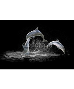 bennymarty, Three dolphins jumping in the water playing with each other. Isolated on black background with water in the background.