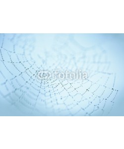 Nailia Schwarz, Dew Drops in Spider Web